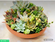 赤陶圓形花盆活體多肉植物